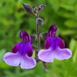 Salvia 'Oriental Dove' ® ('Dysmau')