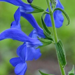 Salvia patens 'Royal Blue'