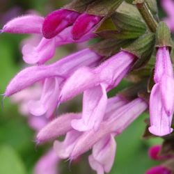 Salvia 'Pink Amistad' ®