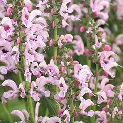 Salvia pratensis 'Eveline' ®