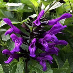 Salvia 'Rockin' Deep Purple'