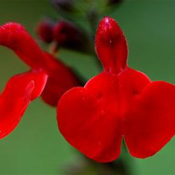 Salvia 'Royal Bumble'