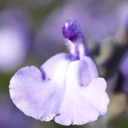 Salvia 'So Cool Pale Blue'