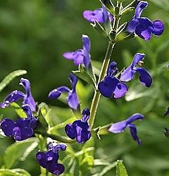 Salvia x jamensis 'Purple Queen'