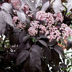 Sambucus nigra black beauty = 'Gerda'