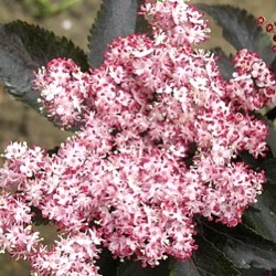 Sambucus nigra 'Black Tower'