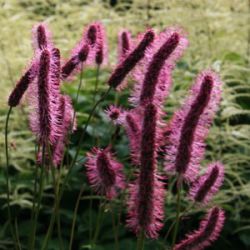 Sanguisorba menziesii 'Wake Up' ®