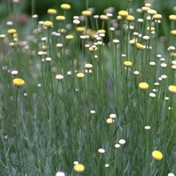 Santolina rosmarinifolia subsp. canescens 'Caerulea'