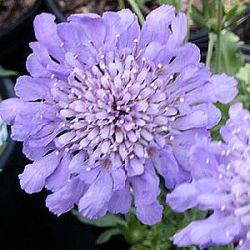 Scabiosa columbaria 'Butterfly Blue'