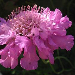 Scabiosa columbaria 'Pink Mist'