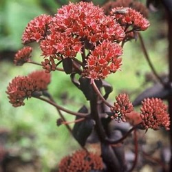 Sedum 'Chocolate' ('Chocolate Drop')
