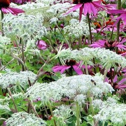 Selinum wallichianum (S. tenuifolium)
