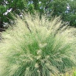 Sporobolus wrightii