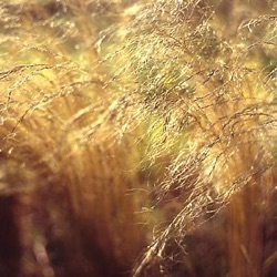 Stipa tenuissima (Nasella tenuissima)