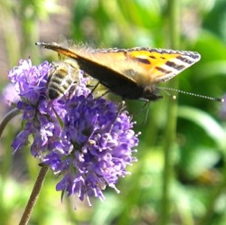 Succisa pratensis (wild)