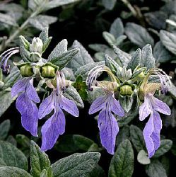 Teucrium fruticans