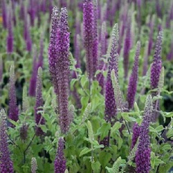 Teucrium hyrcanicum 'Paradise Delight'