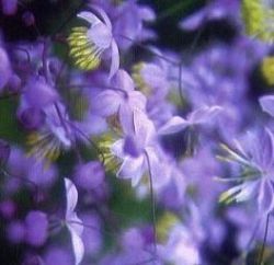 Thalictrum 'Elin'