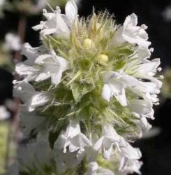 Thymus mastichina