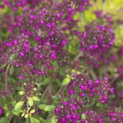 Thymus 'Ruby Glow'