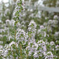 Thymus vulgaris 'Fragrantissimus'