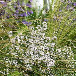 Thymus x faustinoi