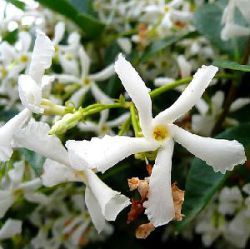 Trachelospermum jasminoides