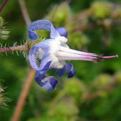 Trachystemon orientalis