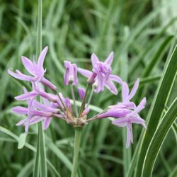 Tulbaghia violacea 'Silver Lace'