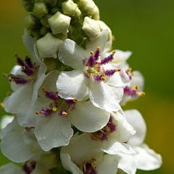 Verbascum chaixii 'Album'