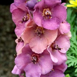 Verbascum 'Plum Smokey' ®
