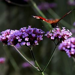 Verbena bonariensis