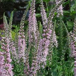 Veronica longifolia 'Pink Damask'