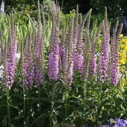 Veronica longifolia 'Pink Eveline' ®