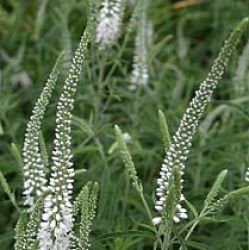 Veronica longifolia 'Schneeriesin'