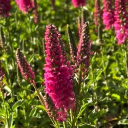 Veronica spicata 'Rotfuchs'