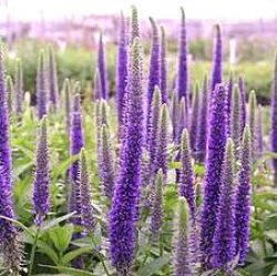 Veronica spicata x longifolia 'Royal Candles' ®