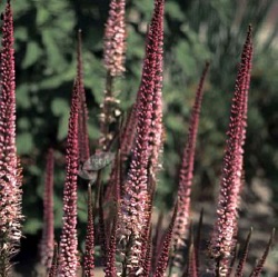 Veronicastrum virginicum 'Erica'