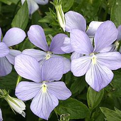 Viola 'Belmont Blue' ('Boughton Blue') (C) 