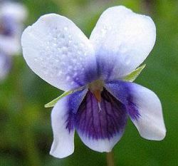 Viola hederacea