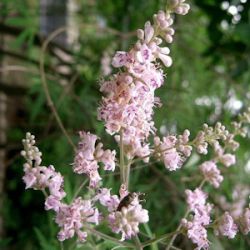 Vitex agnus-castus f. rosea