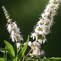 Vitex agnus-castus 'Silver Spire'