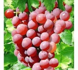 Vitis 'Vanessa'