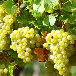 Vitis vinifera 'Bianca'